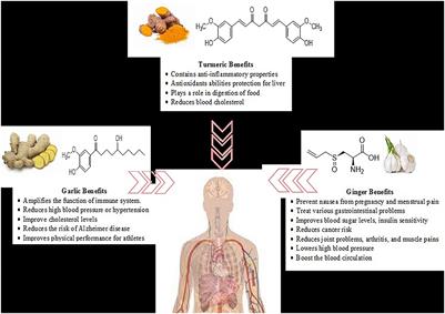 Functional bioactive compounds in ginger, turmeric, and garlic